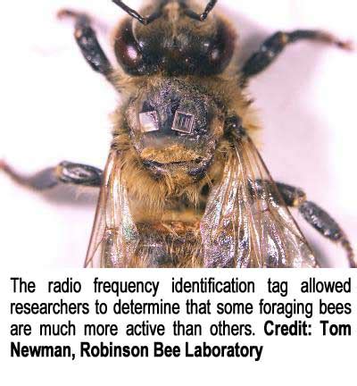 rfid tag bees|bee radio frequency identification.